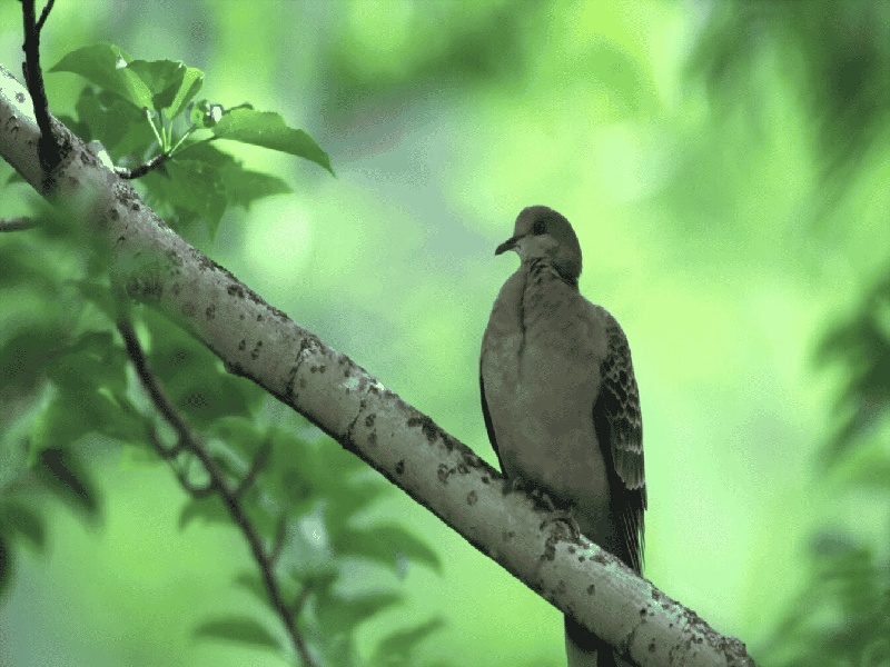 上海三代供卵例子,山东临沂做试管婴儿成功率最高的医院是哪里？如何选-上海